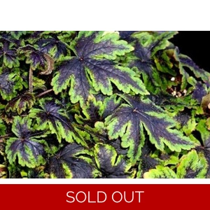 Tiarella 'Neon Lights'